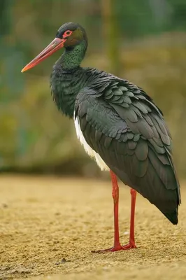 Черный аист-Black stork | Aves, Pássaros
