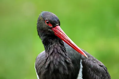 Черный аист (Ciconia nigra)