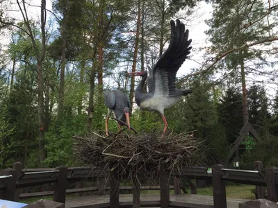 🎱Чёрный аист!» — создано в Шедевруме