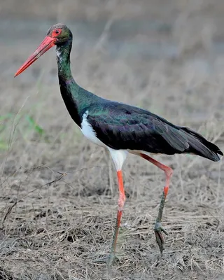 Чёрный аист (Ciconia nigra) — Зоопарк «Лимпопо» г. Нижний Новгород –  Нижегородский зоопарк