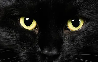 Фото Черный кот с красными глазами среди бликов, by Gwyneeth