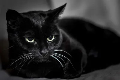 Грустный черный кот - 41 фото