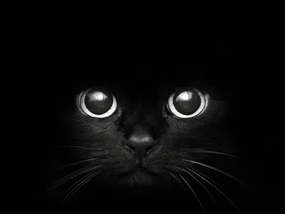 Скачать обои "Черный Кот" на телефон в высоком качестве, вертикальные  картинки "Черный Кот" бесплатно