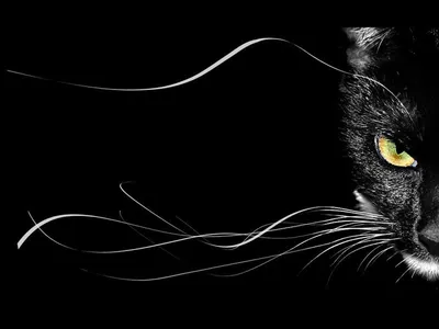 Термоаппликация "BLITZ" №5 5-10 черный кот 6х5 см купить за 26,00 ₽ в  интернет-магазине Леонардо