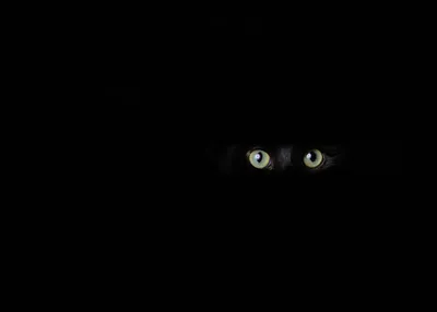 Черный кот в темноте - 39 фото