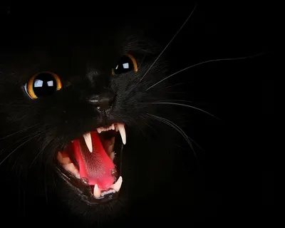 Фото Черный кот с желтыми глазами на фоне фаз луны, by KhaliaArt