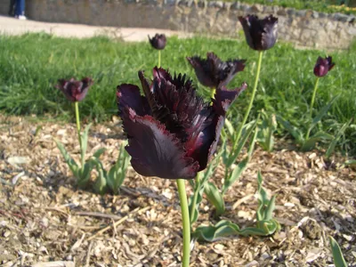 Тюльпан Триумф Чёрный (Tulipa Triumph Black) - Тюльпаны Триумф - Тюльпаны -  Луковичные - Каталог - 