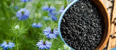 Черный тмин - неприметные семена, обладающие огромной силой | Официальный  магазин производителя