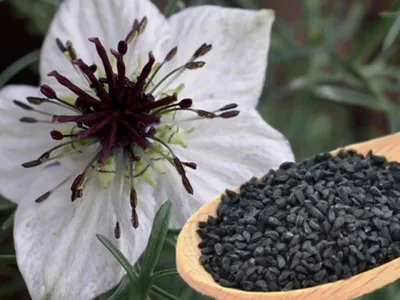 Фарадж / Семена черного тмина «ЧЁРНЫЙ ТМИН Nigella Sativa. Индийские  семена» 250 г купить в Москве, цена 310 руб. в интернет-магазине Фарадж