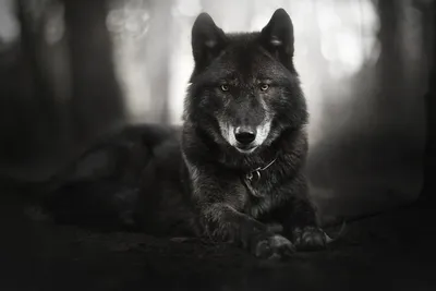 Тотемное животное черный волк - 70 фото