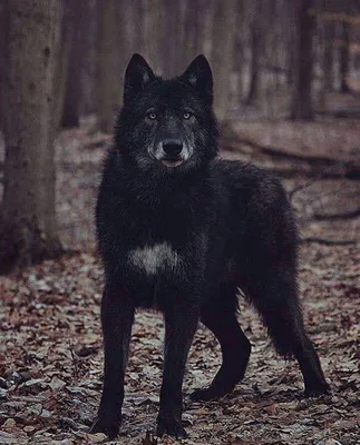 Чёрный волк. | Записки охотника, история | Дзен