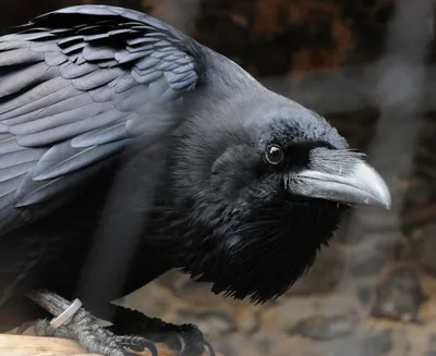 Черный ворон | Ворон, Животные, Мистика