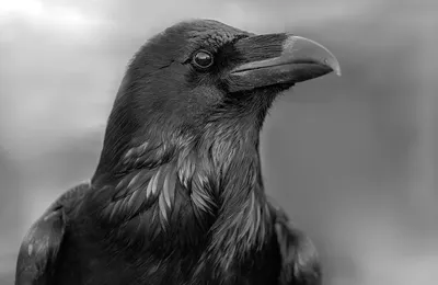 Красавчик с характером»: ручной черный ворон на самовыгуле собирает  восторженные отзывы прохожих в Керчи - 