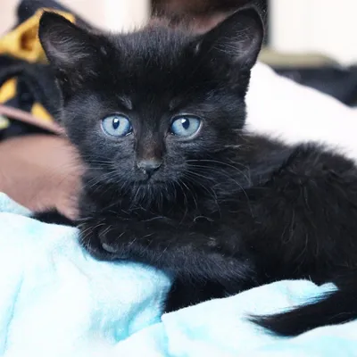 Черных кошек с голубыми глазами картинки