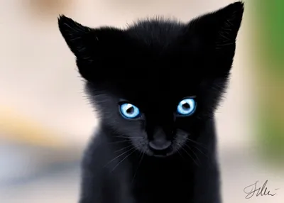 Черный кот с голубыми глазами - 77 фото