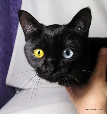 Фото Черная кошка с подозрительным взглядом, художник kipinwolf