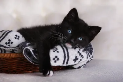 Черная кошка с голубыми глазами - 65 фото