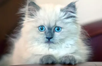 Породы кошек с голубыми глазами: фото и описания - Purina ONE®