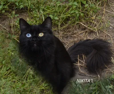 Черный кот с голубыми глазами - 62 фото: смотреть онлайн