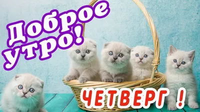 Открытки с добрым утром четверга