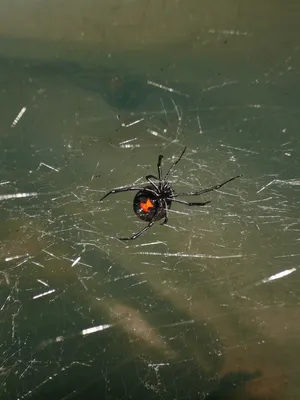 Как защититься от самого ядовитого паука черная вдова – что делать, когда  тебя укусил ядовитый паук