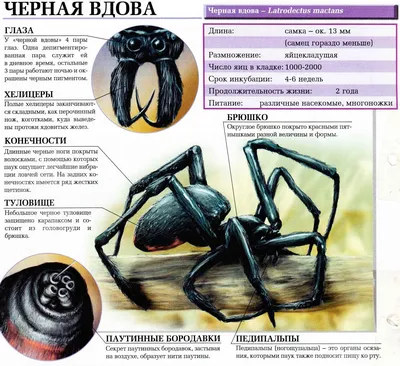 Может ли укус Черной вдовы убить человека? | Мир вокруг нас | Дзен