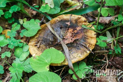 Вячеслав Степанов: Грибы Калужской области - Груздь черный (Lactarius  turpis)