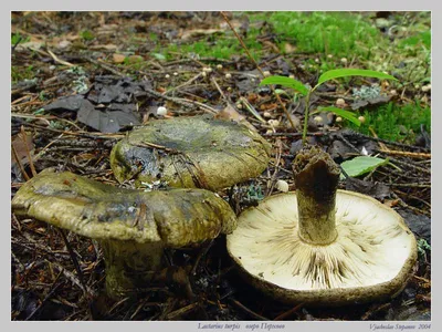 Груздь чёрный - Lactarius necator - Грибы Уломы Железной