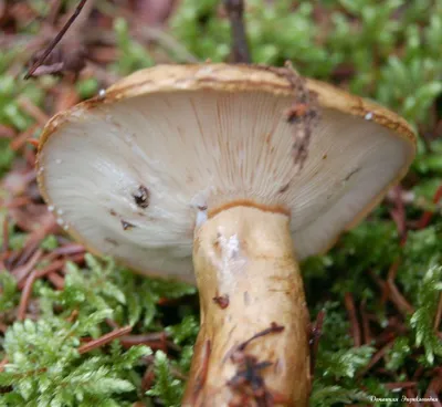 Чёрный груздь (Lactarius necator) | Грибы, Береза, Черный