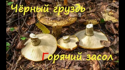 Чёрный груздь (Lactarius necator) фото и описание