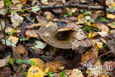 Груздь черный, чернушка (Lactarius turpis) фотографии, видео и истории