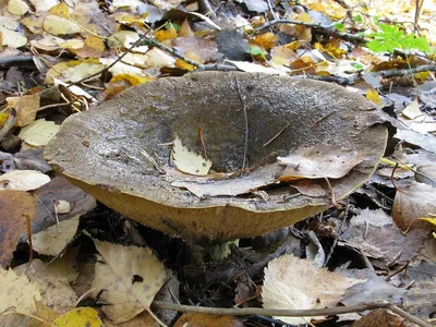 Файл:Lactarius turpis  — Википедия