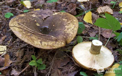 Lactarius necator, Черный груздь (чернушка)