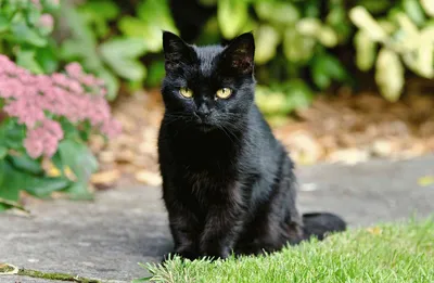 Помогите пристроить 3 черных котят! - ЯПлакалъ