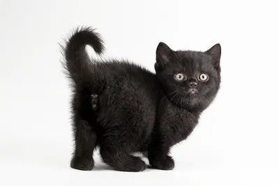 Чёрных котят #16