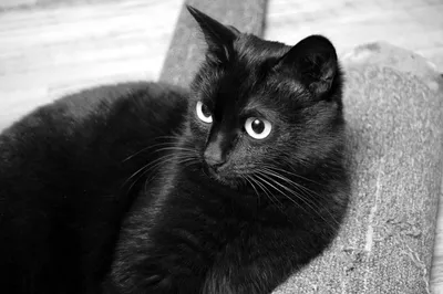 Черных котов не хотят брать из приюта, так как они плохо получаются на селфи