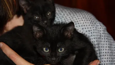 Настало счастливое время для черных котят. Шанти дома | КОТОСПАС Чусовой |  Дзен