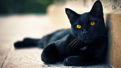 Сегодня отмечают День защиты черных котов — Городские вести
