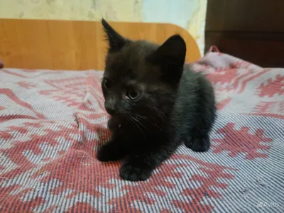 Отдам трех черных котят | Газета Вечерний Краснотурьинск