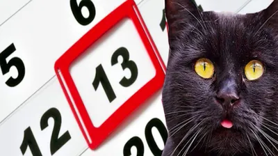 День защиты черных котов и кошек ежегодно отмечают 17 ноября - Вести Урал