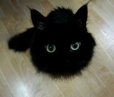 Черные котята: малышка Бери и совсем крошечный малыш | Блог #Мими_кися |  Дзен