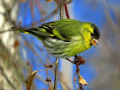 Сосна Чиж Carduelis Pinus Сосны Чиж Является Североамериканский Птица В  Зяблик Семьи Фотография, картинки, изображения и сток-фотография без  роялти. Image 20368872