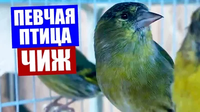 Бородатый чиж - eBird