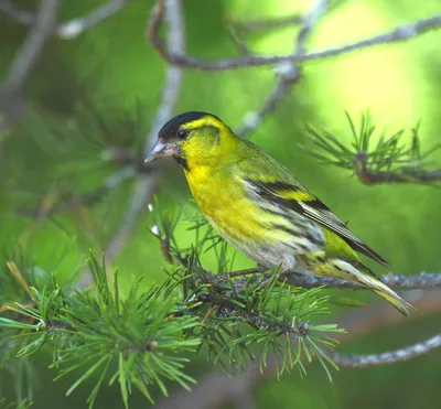 Охотник за семечками / Птица чиж (Carduelis spinus) Птичка чижик относится  к семейству вьюрковых отряда воробьиных Как все птицы этого отряда, она не  отличается большими размерами Длина ее тела обычно достигает 12