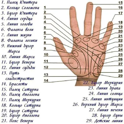 Чтение по Руке для начинающих - купить эзотерики и парапсихологии в  интернет-магазинах, цены на Мегамаркет | 151320