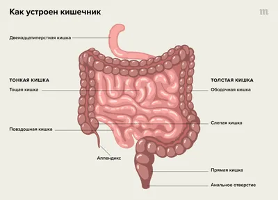 Почему постоянно болит живот? Что делать, если течет кровь, когда ходишь в  туалет? Что такое болезнь Крона и язвенный колит? Отвечаем на важные  вопросы о воспалительных заболеваниях кишечника — Meduza