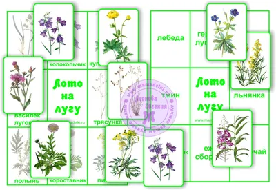 ПРАВИЛА БЕЗОПАСНОГО ПОВЕДЕНИЯ В ЛЕСНОЙ ЗОНЕ |  | Ковров -  БезФормата