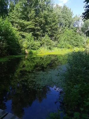 4 ошибки в лесу: что нижегородцам нельзя делать, чтобы не потеряться