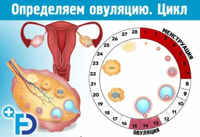 Тест на овуляцию