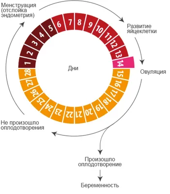 Есть ли у вас овуляция? | SBS-MED